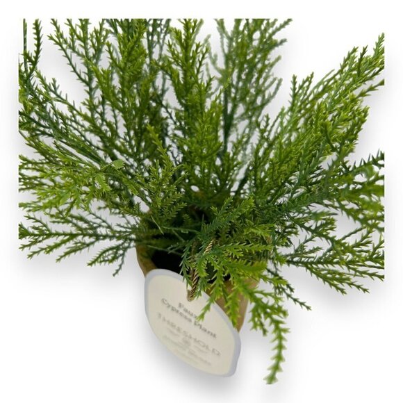 Studio McGee Small Potted Cypress - Threshold - Picture 7 of 7